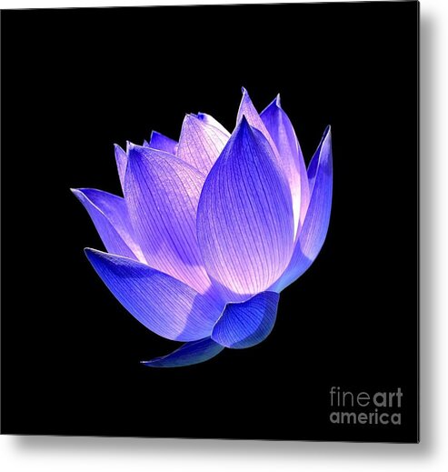 Flower Metal Print featuring the photograph Enlightened by Jacky Gerritsen