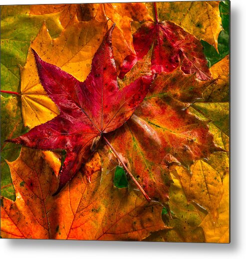 313 Fall Leaves Nature Still Life Wide Horizontal Color Steve Steven Maxx Photography Photo Photographs Red Orange Yellow Green Brown Wide Horizontal Leaf Light Painting Painted Vivid Bright Bold Colorful Deep Metal Print featuring the photograph Fall Leaves - Square by Steven Maxx