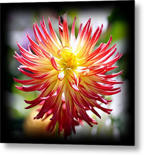 Flowers Metal Print featuring the photograph Flaming Beauty by AJ Schibig