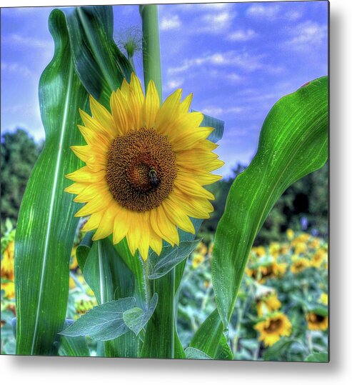#sunflower Metal Print featuring the photograph Flower # 38 by Albert Fadel
