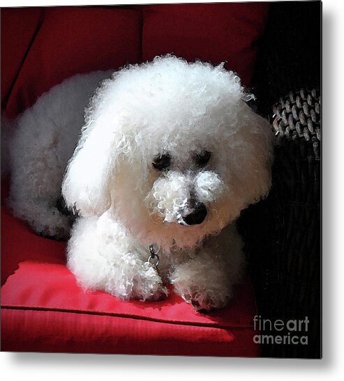 Bichon Frise Metal Print featuring the painting Frosty in the Morning Sun by Jost Houk