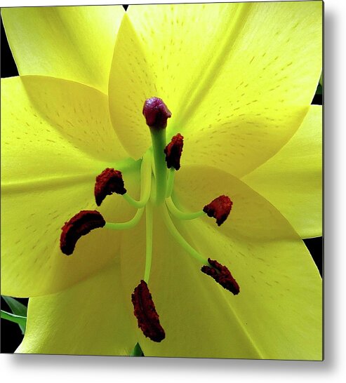 Flower Metal Print featuring the photograph Glowing Lily by Linda Stern