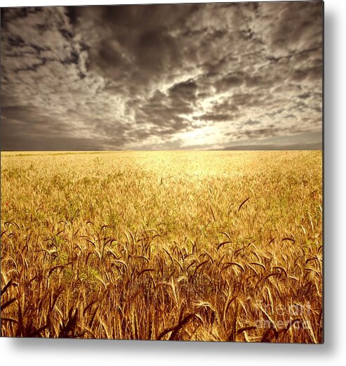 Golden Metal Print featuring the photograph Golden Beautiful Wheat Farm by Boon Mee