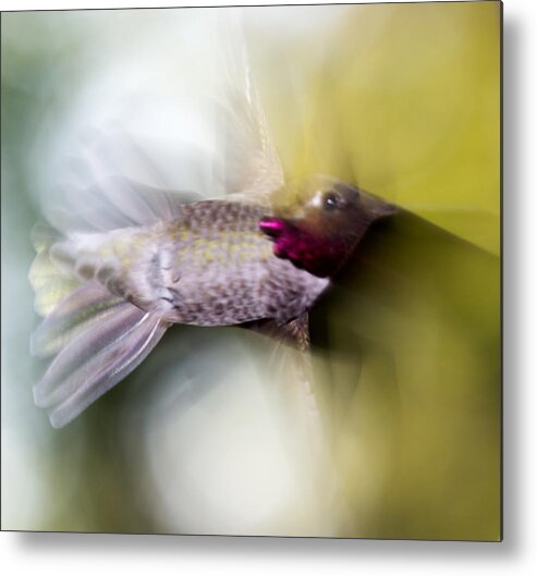 Hummingbird Metal Print featuring the photograph Hummingbird in flight by Shawn Jeffries