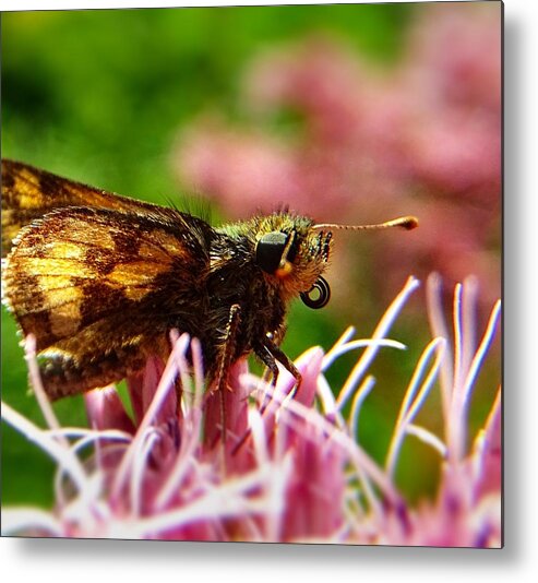 Butterfly Metal Print featuring the photograph I can see you by Lilia S