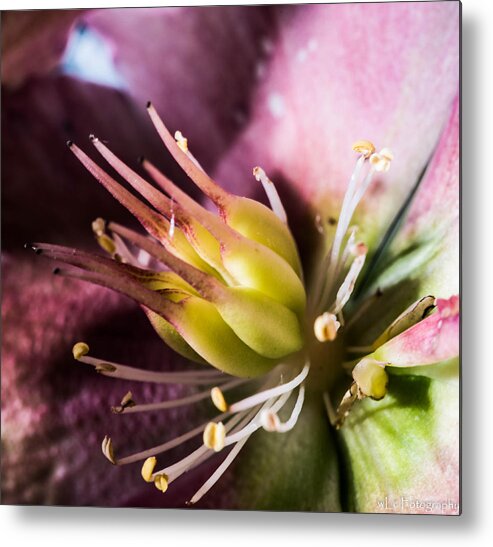 Flowers Metal Print featuring the photograph Inside the Flower 2 by Wendy Carrington