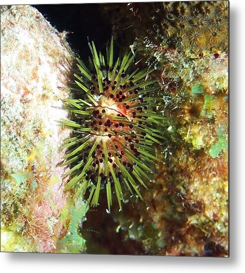Urchin Metal Print featuring the photograph Jewell Sea Urchin by Amy McDaniel