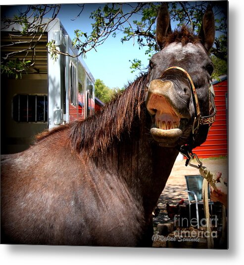 Horses Metal Print featuring the photograph Kiss Me by Rabiah Seminole