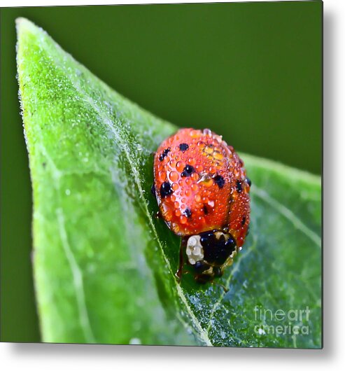 Ladybug Metal Print featuring the photograph Ladybug with Dew Drops by Kerri Farley