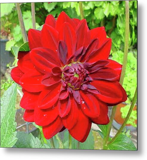 Flower Metal Print featuring the photograph Large Red Dahlia by Jay Milo