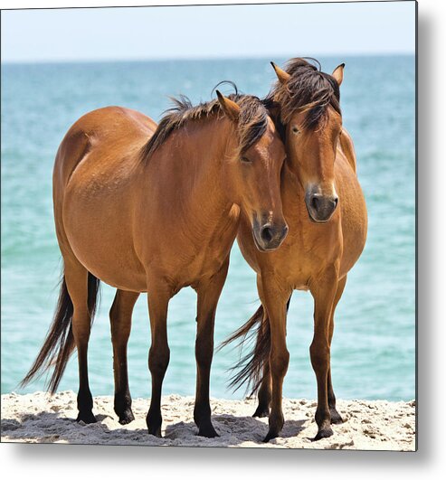 Wild Ponies Metal Print featuring the photograph Lean on Me by Scott Miller