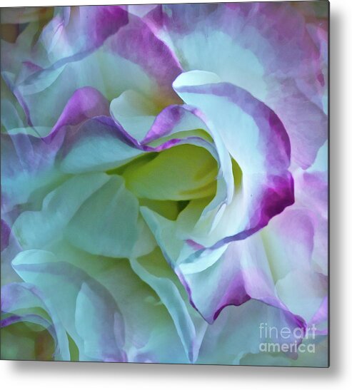 Rose Metal Print featuring the photograph Lovely Rita by Gwyn Newcombe