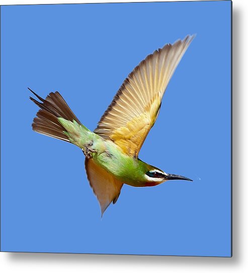 Bee-eater Metal Print featuring the photograph Madagascar Bee-eater T-shirt by Tony Mills