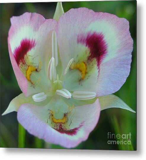 Calochortus Metal Print featuring the photograph Mariposa Lily by Katie LaSalle-Lowery