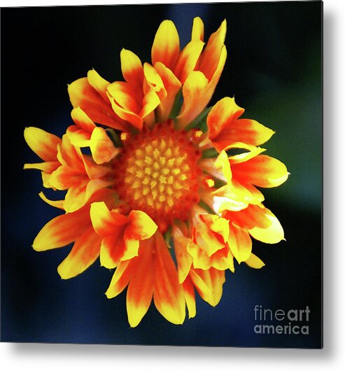 Flower Metal Print featuring the photograph My Sunrise and You by Linda Shafer