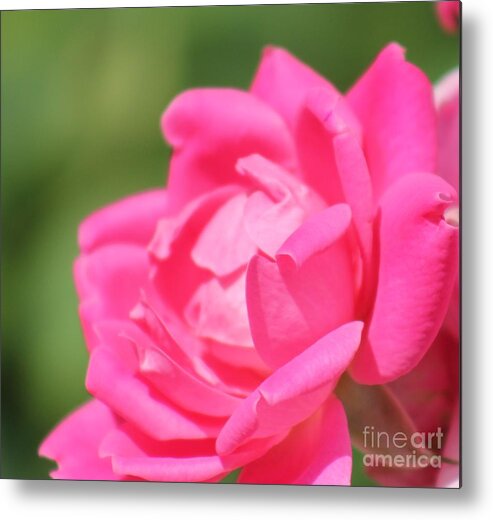 Pink Metal Print featuring the photograph Nature's Beauty 3 by Deena Withycombe