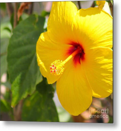 Yellow And Red Metal Print featuring the photograph Nature's Beauty 5 by Deena Withycombe
