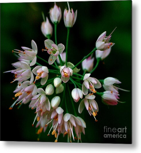 Nodding Metal Print featuring the photograph Nodding Onion by Katie LaSalle-Lowery