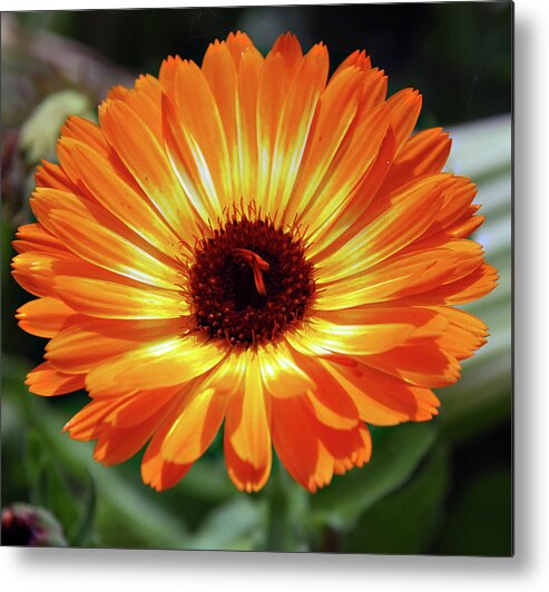 Orange Daisy Photograph Metal Print featuring the photograph Orange Daisy Delight by Don Wright