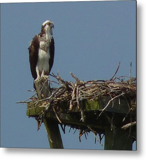Bird Metal Print featuring the photograph Osprey Guarding the Nest by Jeanette Oberholtzer