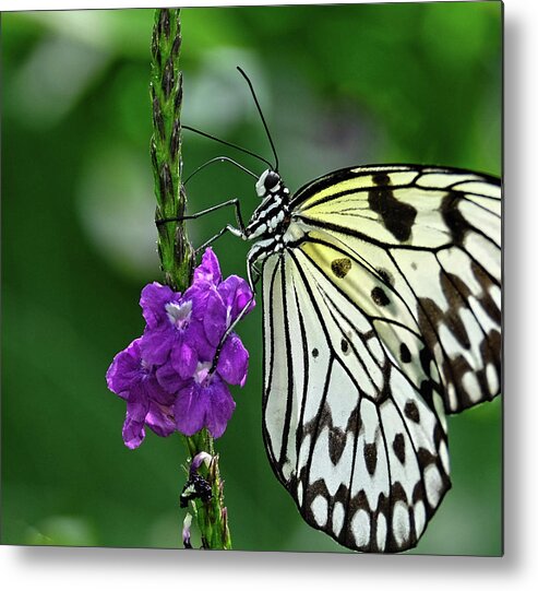 Paperkite Butterfly Metal Print featuring the photograph Paperkite Butterfly closeup by Ronda Ryan
