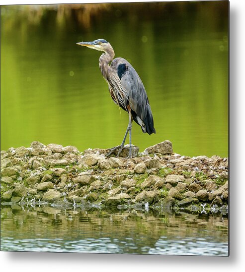 Blue Heron Metal Print featuring the photograph Peaceful Heron by Jerry Cahill