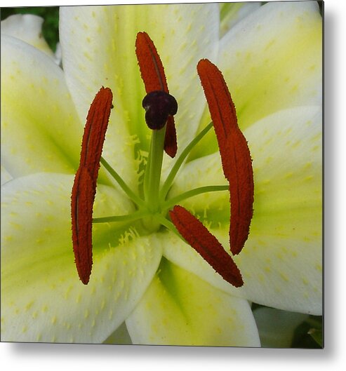Lilly Metal Print featuring the photograph Perfect Beauty by Susan Baker