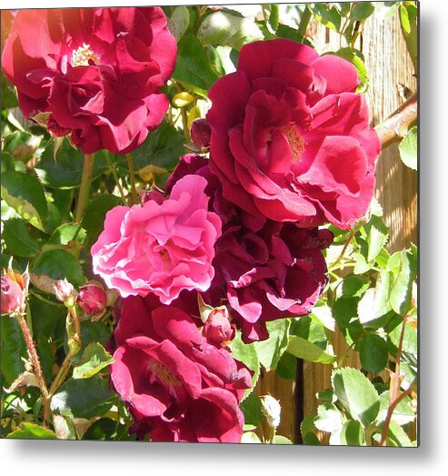 Roses Metal Print featuring the photograph Pink among the Red by Stephanie Moore