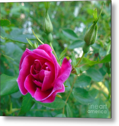 William Baffin Rose Metal Print featuring the photograph Pink Rose and Buds by Susan Lafleur