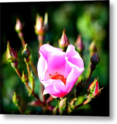 Pink Metal Print featuring the photograph Pink Rose by Susie Weaver