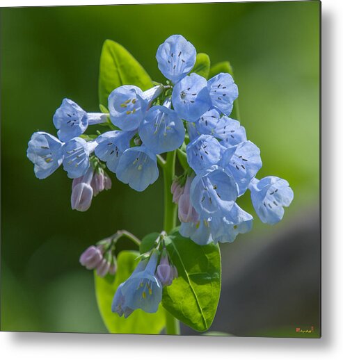 Nature Metal Print featuring the photograph Pink Virginia Bluebells or Virginia Cowslip DSPF0333 by Gerry Gantt