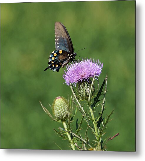 Butterfly Metal Print featuring the photograph Pipevine Swallowtail by Sandy Keeton