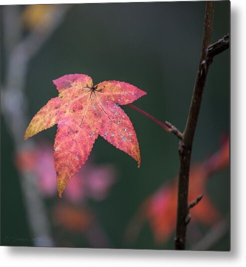 Quarry Metal Print featuring the photograph Quarry Leaf by Stacey Sather