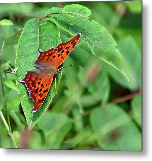 Question Mark Butterfly Metal Print featuring the photograph Question Mark butterfly by Ronda Ryan