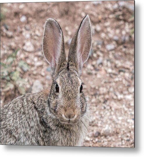 Rabbitt Metal Print featuring the photograph RaBBIT sTARE by Dorothy Cunningham