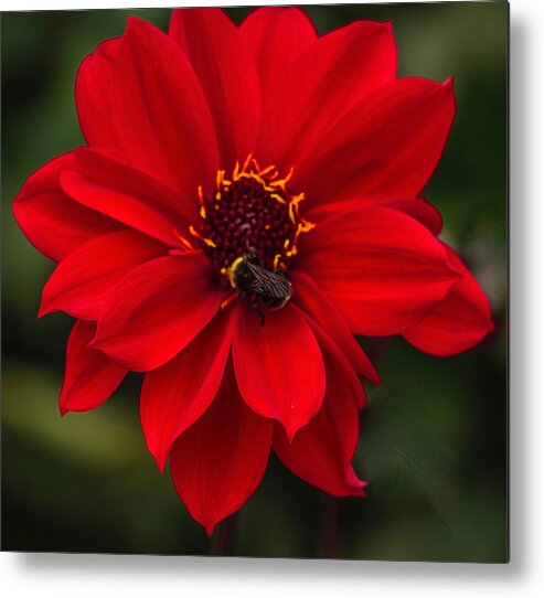Flowers Metal Print featuring the photograph Ravishing Red Dahlia With Bee by Venetia Featherstone-Witty
