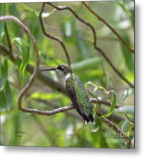 Hummingbirds Metal Print featuring the photograph Ruby-Throated Hummingbird - Female by DB Hayes