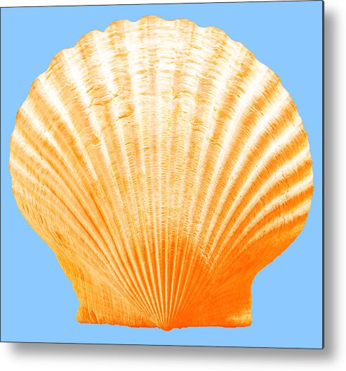 Sea Metal Print featuring the photograph Sea Shell-Orange-blue by WAZgriffin Digital