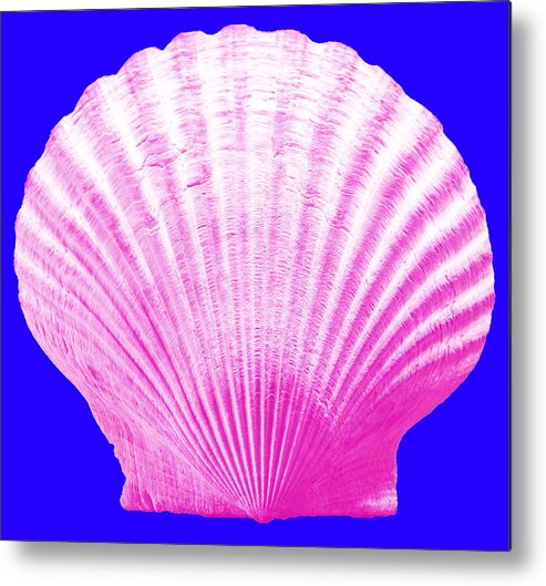 Sea Metal Print featuring the photograph Sea Shell- pink on blue by WAZgriffin Digital