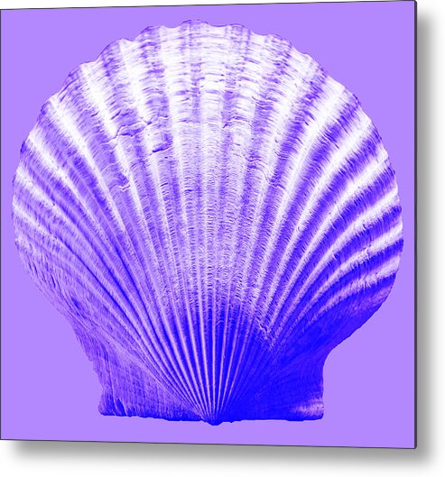 Sea Metal Print featuring the photograph Sea Shell-purple by WAZgriffin Digital