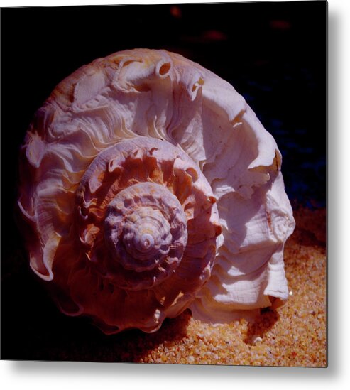 Shell Metal Print featuring the photograph Sea Treasure by Bess Carter