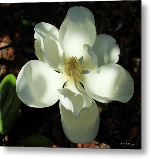 Reid Callaway The Opening Metal Print featuring the photograph Shadows Of Beauty Magnolia Flower Art by Reid Callaway