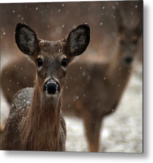 Deer Metal Print featuring the photograph Snow Again 2 by Bill Stephens