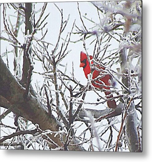 Red Bird Metal Print featuring the mixed media Snowy Red Bird a Cardinal in Winter by Shelli Fitzpatrick