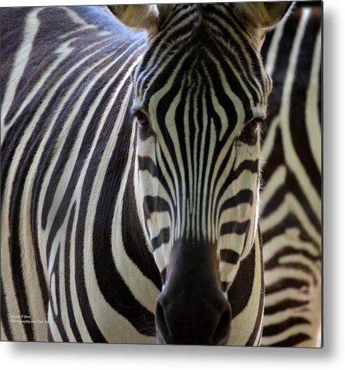 Zebra Metal Print featuring the photograph Stripes by Maria Urso