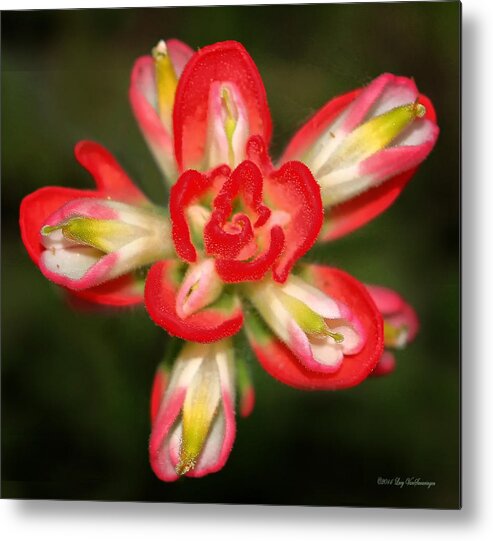 Indian Paintbrush Metal Print featuring the photograph Sugar Frosted Paintbrush by Lucy VanSwearingen