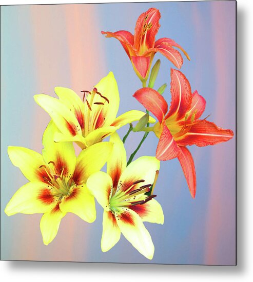 Flowers Metal Print featuring the photograph Summer Iris by Newwwman