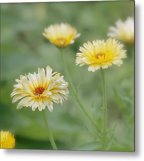 Yellow Flower Metal Print featuring the photograph Sunny Daze by Kim Hojnacki