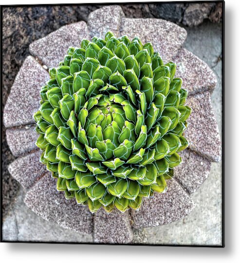 Plants Metal Print featuring the photograph Symmetry by Elaine Malott