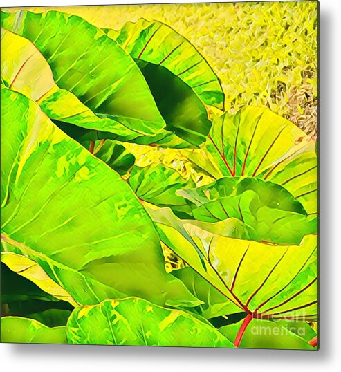 #taroleaves #taro #leaves #green #flowersofaloha Metal Print featuring the photograph Taro Leaves in Green by Joalene Young